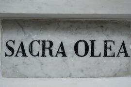 Dettaglio Sacra Olea Chiesa S. Anna